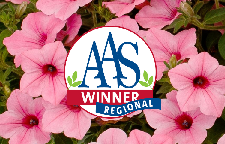 Dekko Maxx Pink Petunia Awarded Regional AAS Award | Syngenta Flowers