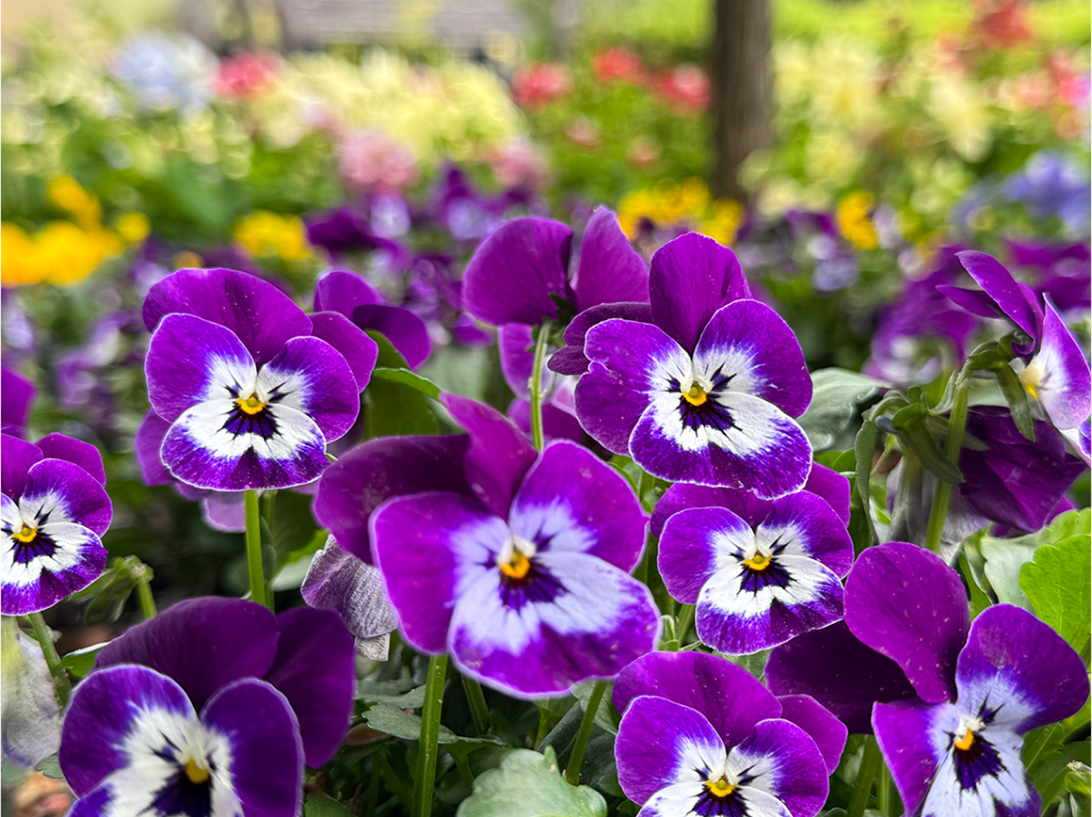 Penny Pro | Syngenta Flowers