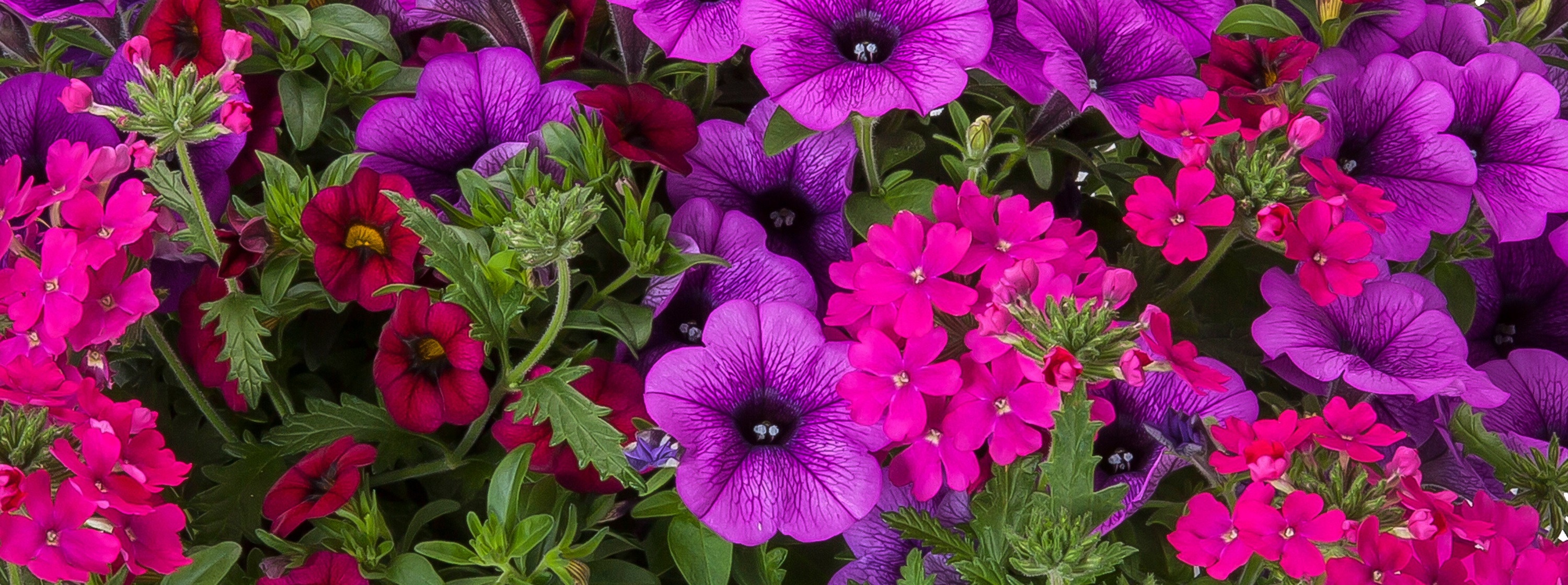 Kwik Kombos | Syngenta Flowers