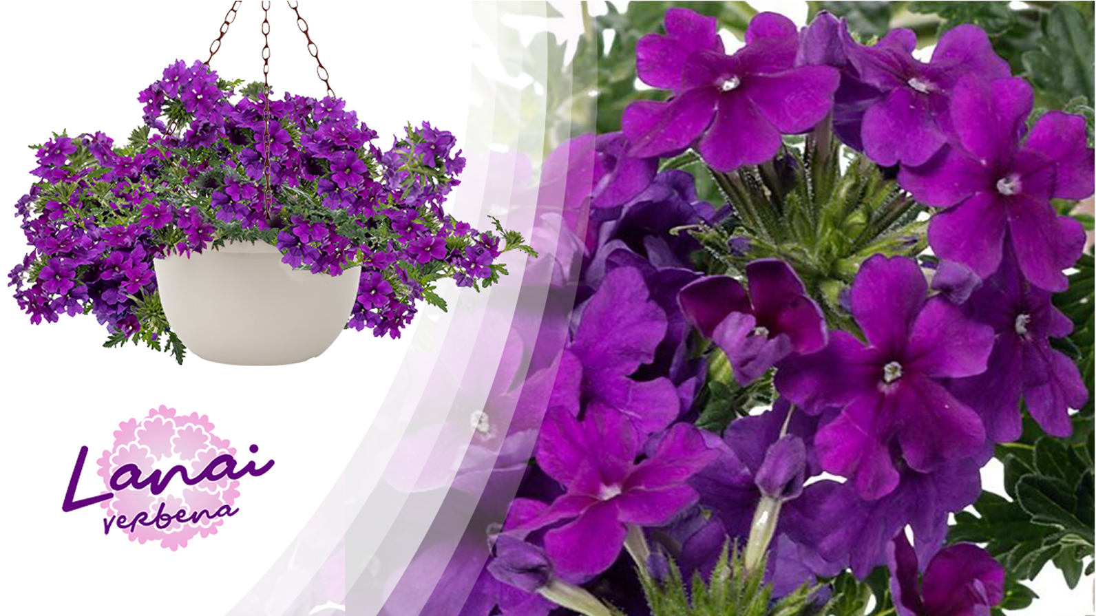 New Varieties Vegetative Annuals | Syngenta Flowers
