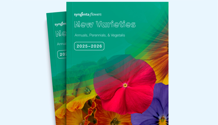 New Varieties Vegetative Annuals | Syngenta Flowers