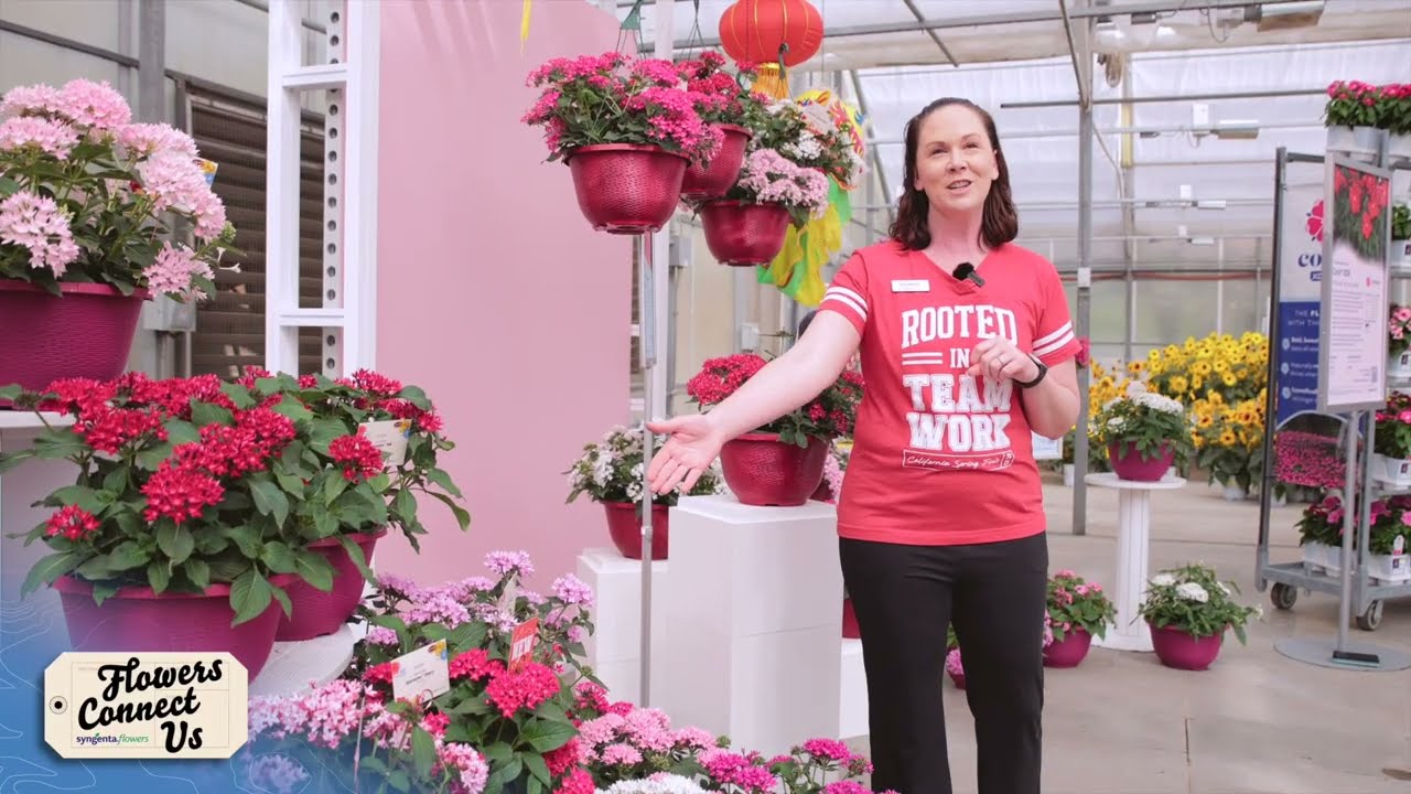 Starcluster™ Cascade Red | Syngenta Flowers