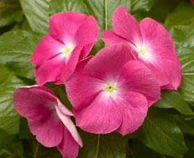 Cora® XDR Pink Halo