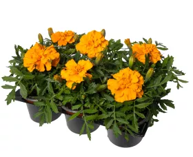 Cresta™ Orange