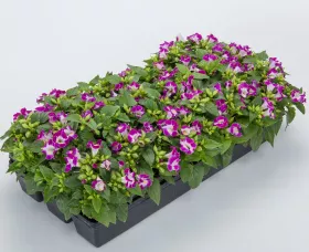 Hi-Lite™ Magenta
