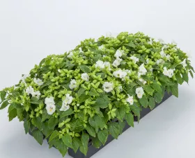 Hi-Lite™ White
