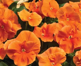 Delta™ Pro Clear Orange