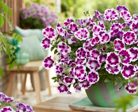 Painted Love™ Purple