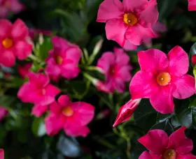 Madinia® Hot Pink