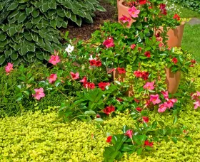 Madinia® Deep Red