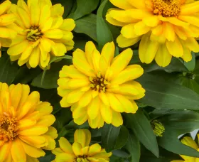 Zydeco™ Deep Yellow