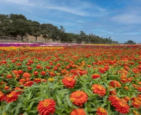 Zydeco™ Fire | Syngenta Flowers