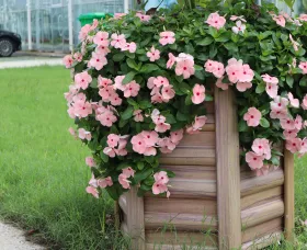 Cora® XDR Apricot