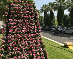 Cora® XDR Magenta Halo
