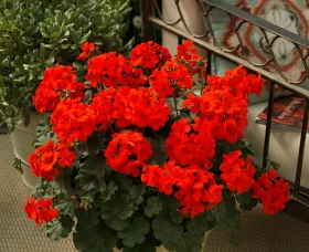 Caliente® Orange