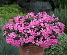 Caliente® Pink