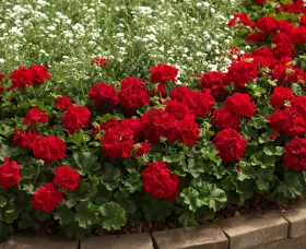 Calliope® Large Dark Red