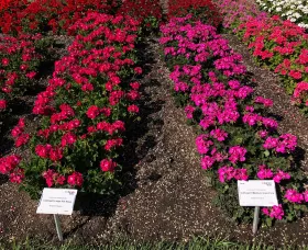 Calliope® Large Hot Rose