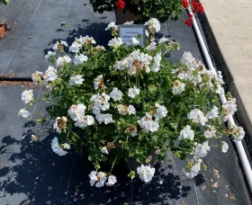 Calliope® Large White