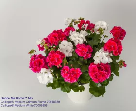 Calliope® Medium Crimson Flame