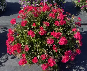 Ivy League™ Hot Coral
