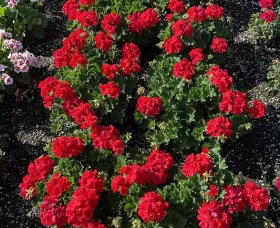 Mantra™ Bright Red