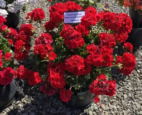 Americana® Bright Red