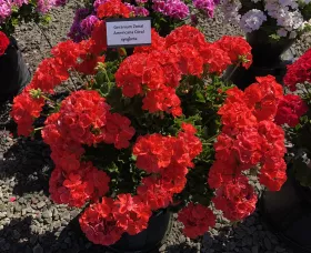 Americana® Coral