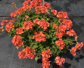 Americana® Dark Salmon