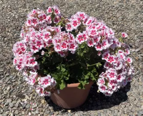 Americana® White Splash Imp.