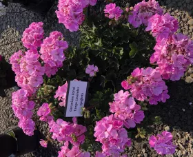 Tango™ Lavender