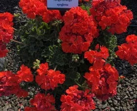 Tango™ Orange
