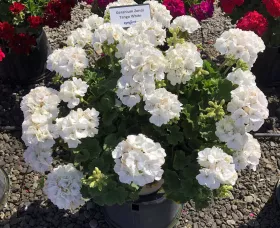 Tango™ White