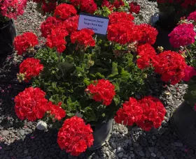 Tango™ Dark Red