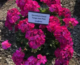 Tango™ Hot Pink