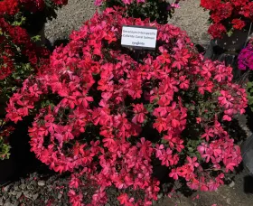 Caliente® Coral Salmon