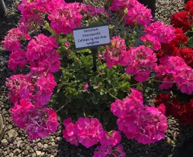 Calliope® Large Hot Pink