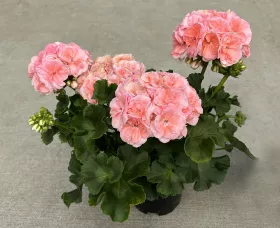 Rosalie™ Antique Salmon
