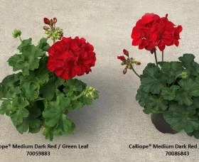 Calliope® Medium Dark Red DL
