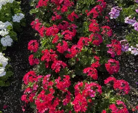 Caldera™ Hot Pink