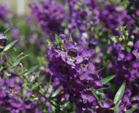 Carita™ Cascade Deep Purple