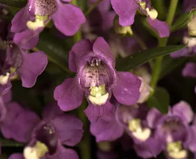 Carita™ Purple