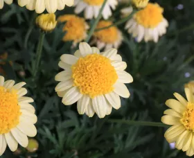 Sassy Yellow Color Sassy® Double Yellow | Syngenta Flowers
