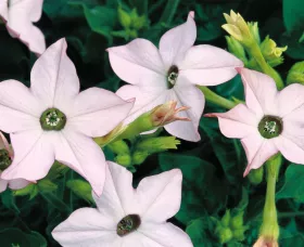 Saratoga™ Appleblossom