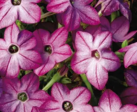 Saratoga™ Purple Bicolor