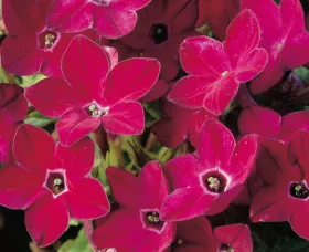 Saratoga™ Red