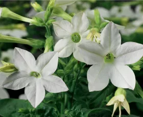 Saratoga™ White