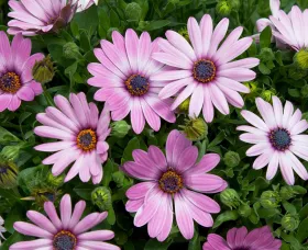 Asti™ Purple Bicolor