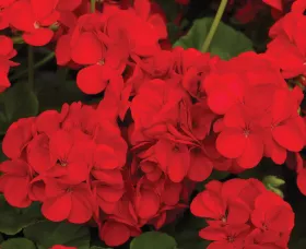 Multibloom™ Red