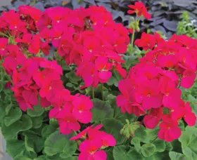 Multibloom™ Violet